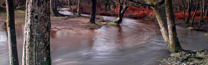 Kingfisher on Mew Forest Stream